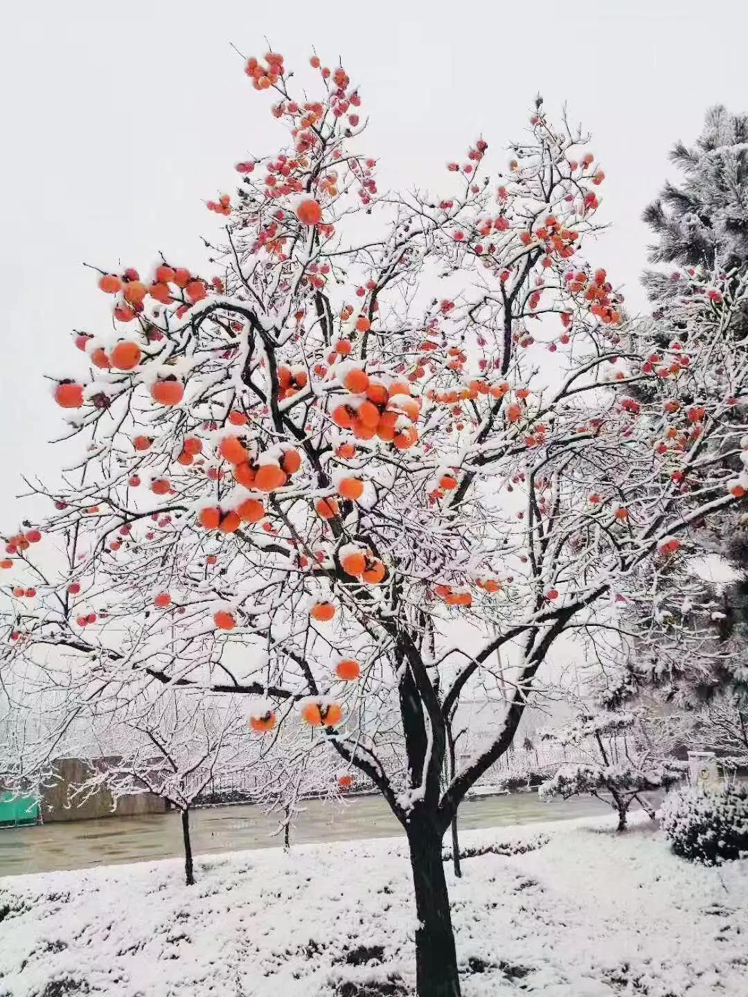 有一種堅(jiān)守，叫風(fēng)雪無(wú)阻